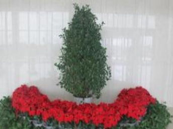 圖 硚口花木租賃,花木銷(xiāo)售,仿真花樹(shù)園林綠化設(shè)計(jì)施工 武漢鮮花綠植