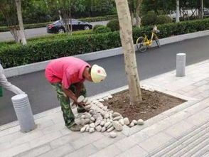 圖 武漢園林綠化設(shè)計施工改造與養(yǎng)護(hù) 樹木移栽修剪等等 武漢鮮花綠植