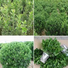 園林綠化工程設(shè)計(jì),園林綠化工程施工,苗木、花卉銷售_南陽(yáng)林豐苑園林綠化工程