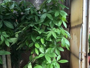 圖 深圳辦公室綠植租賃 園林綠化施工養(yǎng)護綠蘿 深圳鮮花綠植