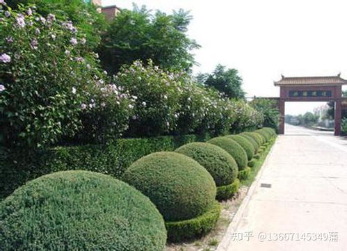 園林綠化資質(zhì)取消了嗎 需要的話是辦理什么資質(zhì)呢